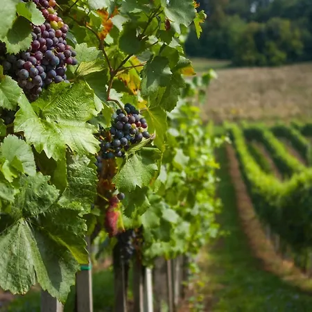 Appartamento Vinska Trta Catez ob Savi