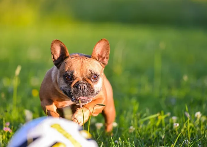 Vinska Trta Apartman