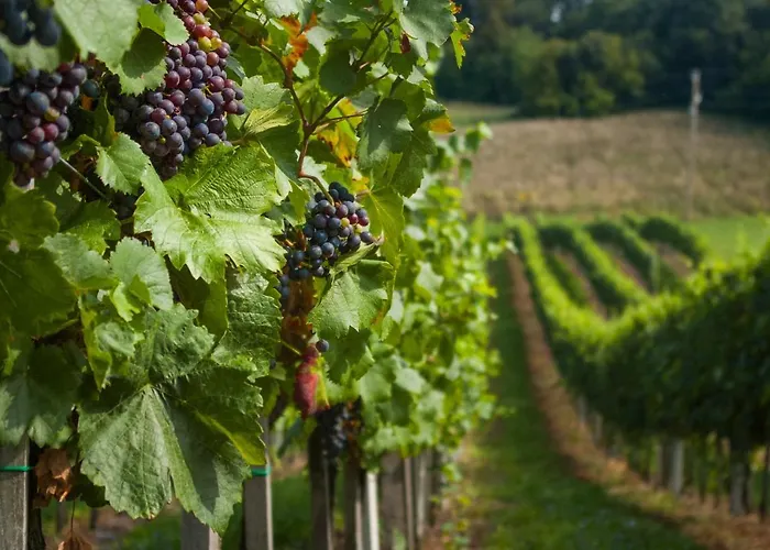 Apartmán Vinska Trta Catez ob Savi